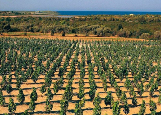 Feudo Maccari, producteur de vins de Sicile